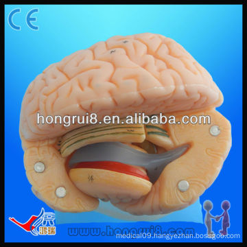 Advanced life size PVC brain anatomy model high quality human cerebrum
